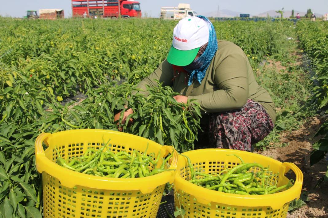 Arpa, nohut, şeker üretimiyle ünlü ilçede bu yıl ilk defa ekildi: Hasadı yüz güldürdü 1